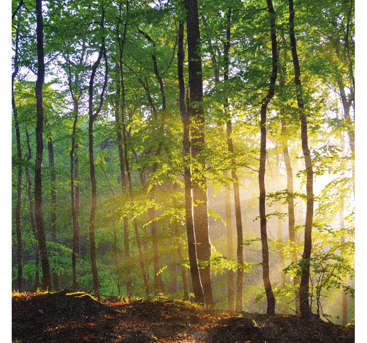 Persiana enrollable árboles luz natural en el bosque - TenVinilo