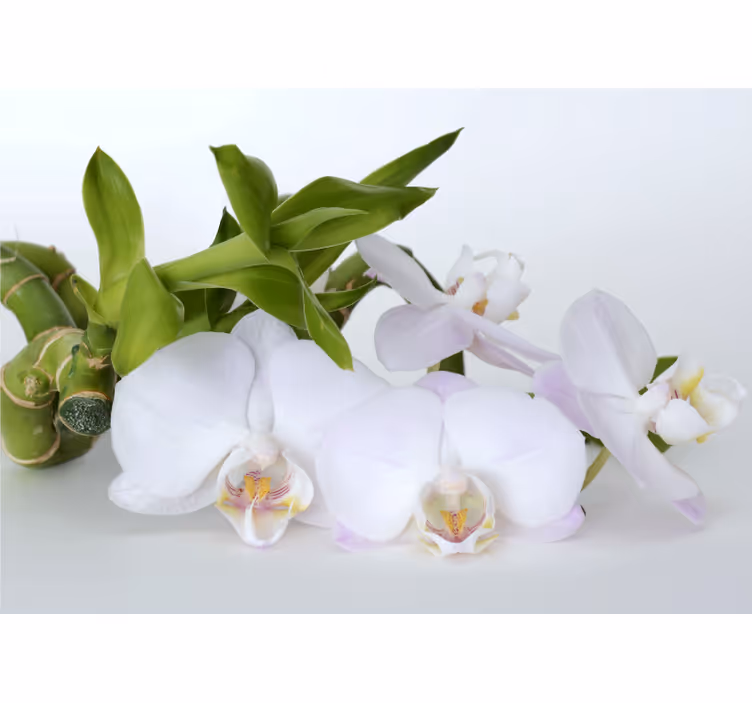 Persiana enrollable blanca orquídea verde blanca - TenVinilo