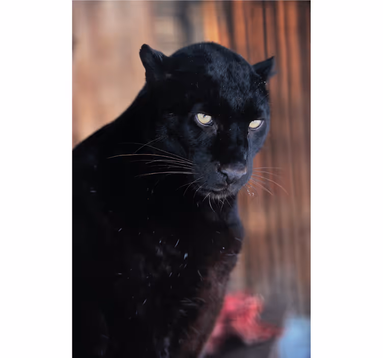 Persiana enrollable salón leopardo acechando - TenVinilo