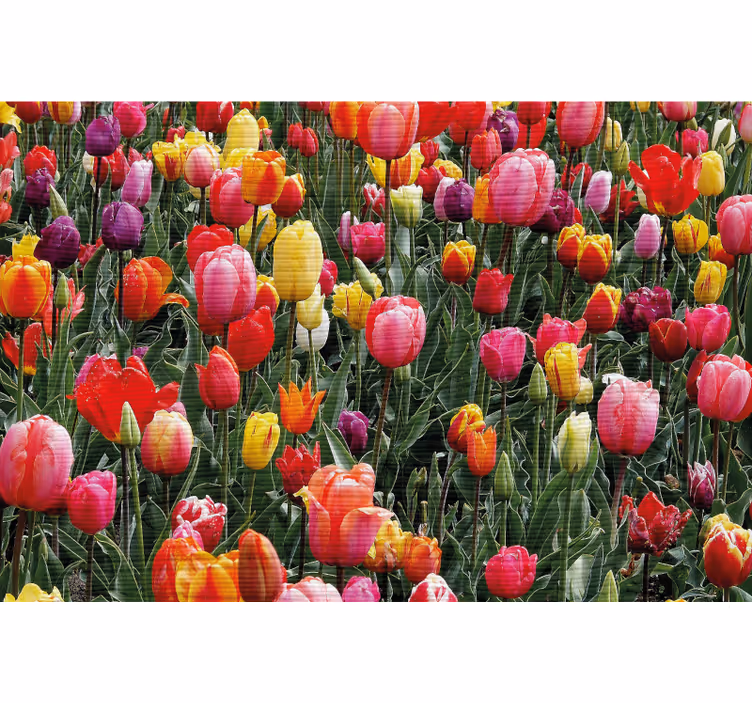 Persiana enrollable salón tulipanes en el campo - TenVinilo