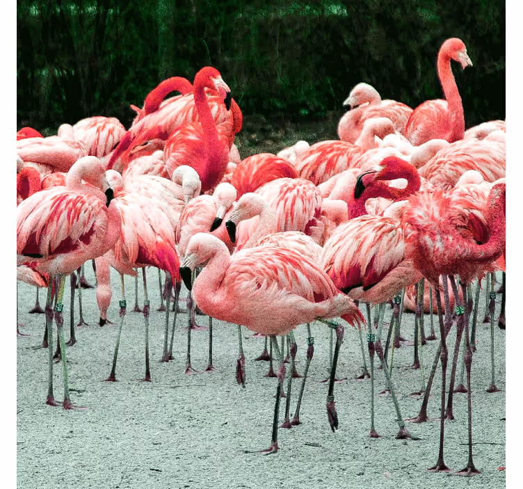 Persiana enrollable salón flamencos bonitos en agua - TenVinilo
