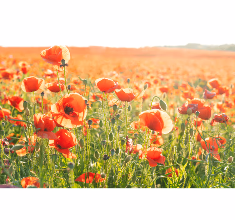 Persiana enrollable salón amapolas rojas en campo soleado - TenVinilo