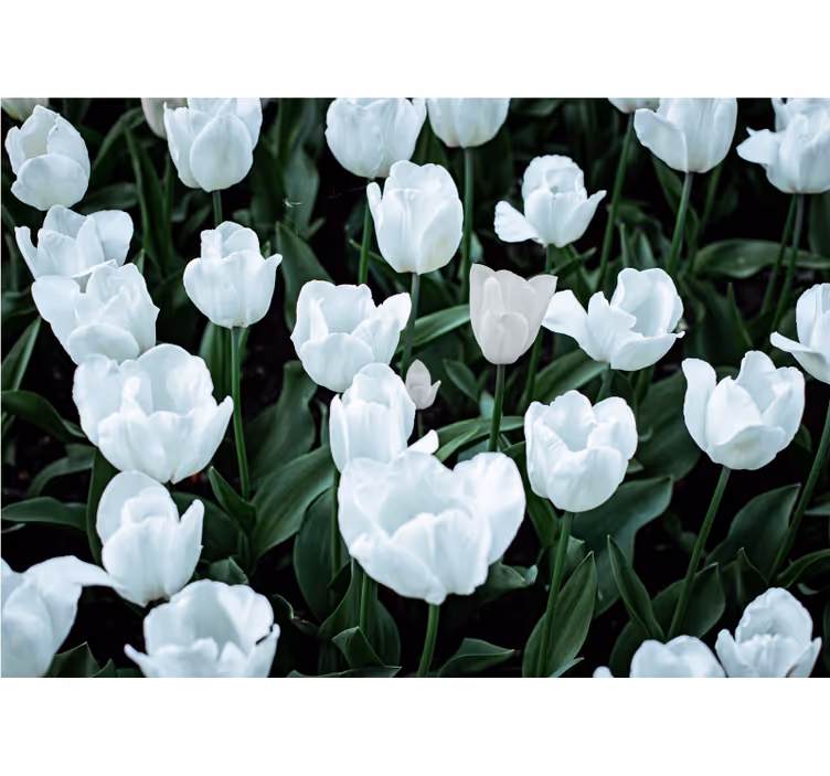 Persiana enrollable salón tulipanes blancos - TenVinilo