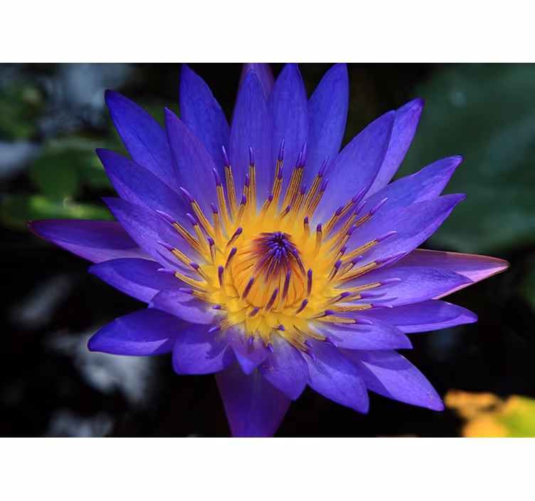 Persiana enrollable salón flor de loto púrpura - TenVinilo