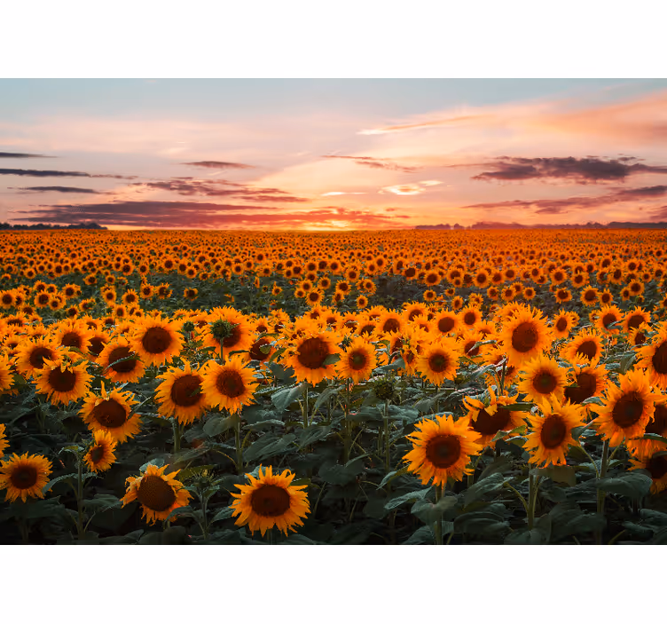 Persiana enrollable salón atardecer de girasoles - TenVinilo