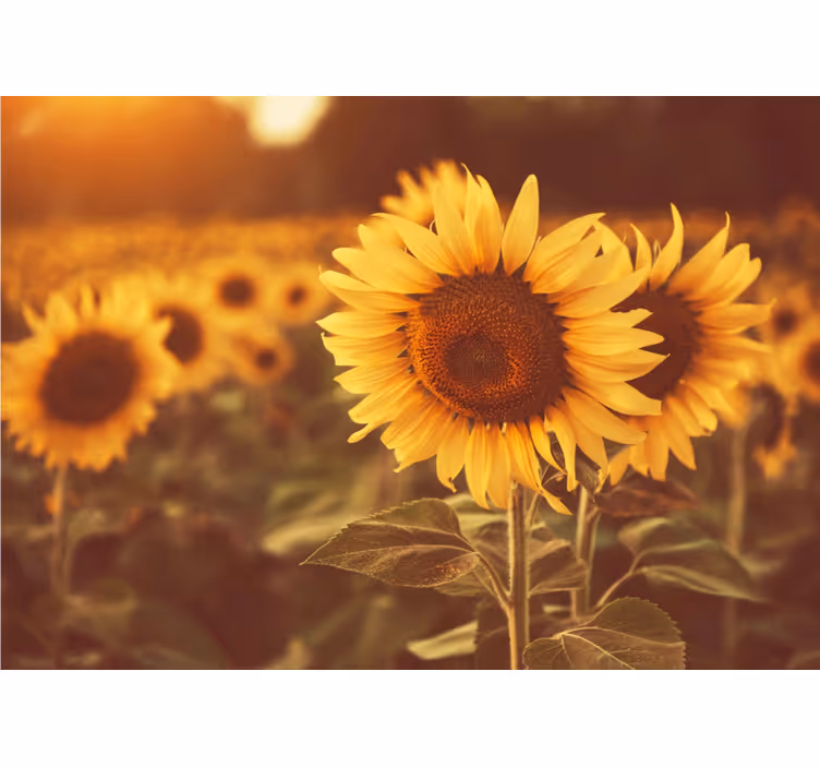 Persiana enrollable salón campo de girasoles romántico - TenVinilo