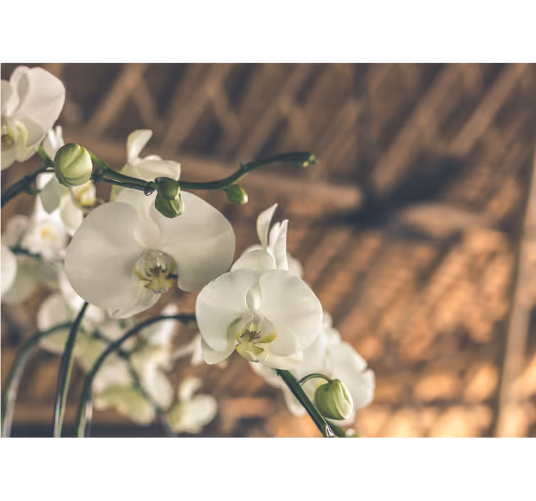 Persiana enrollable salón orquídea blanca texturada - TenVinilo