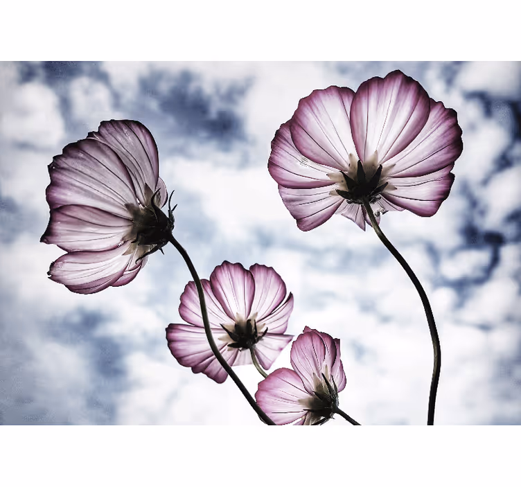 Persiana enrollable salón diseño de flor cosmos púrpura - TenVinilo
