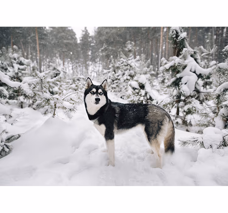 Persiana enrollable blanca bosque invernal y husky - TenVinilo