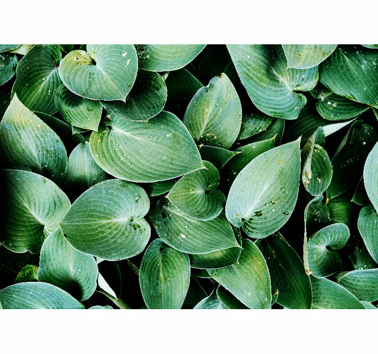 Persiana enrollable para cuarto follaje verde - TenVinilo