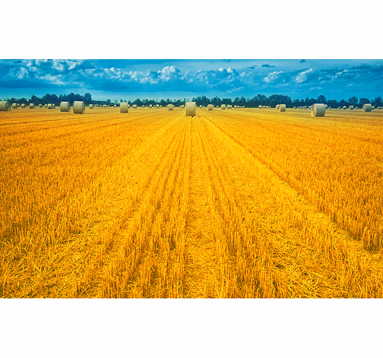 Persiana enrollable para cuarto amarillo campo polaco - TenVinilo