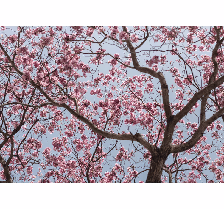 Persiana enrollable para cuarto árbol de cerezos rosa - TenVinilo