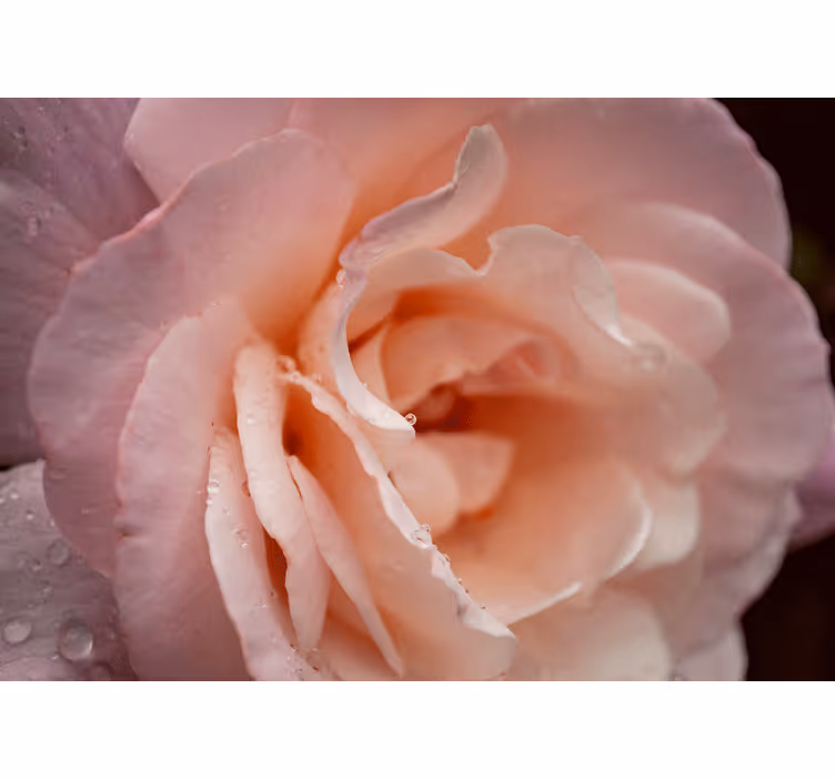 Persiana enrollable para cuarto gotas de agua rosa elegante - TenVinilo