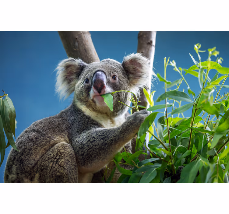Persiana enrollable para cuarto osos koala adorables - TenVinilo