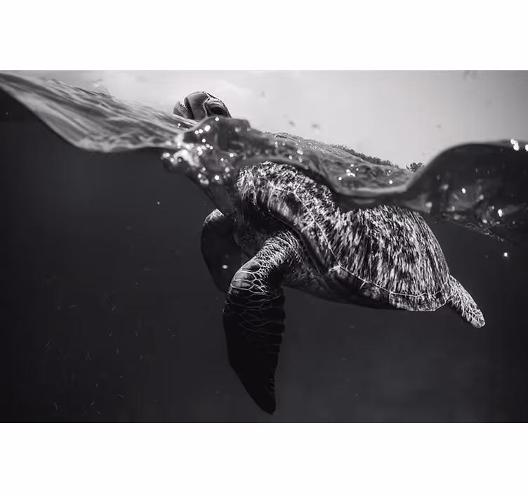 Persiana enrollable negra tortuga nadando en monocromo - TenVinilo