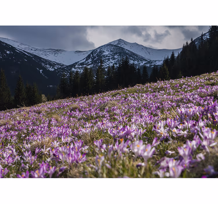 Persiana enrollable salón pradera de flores de crocus - TenVinilo
