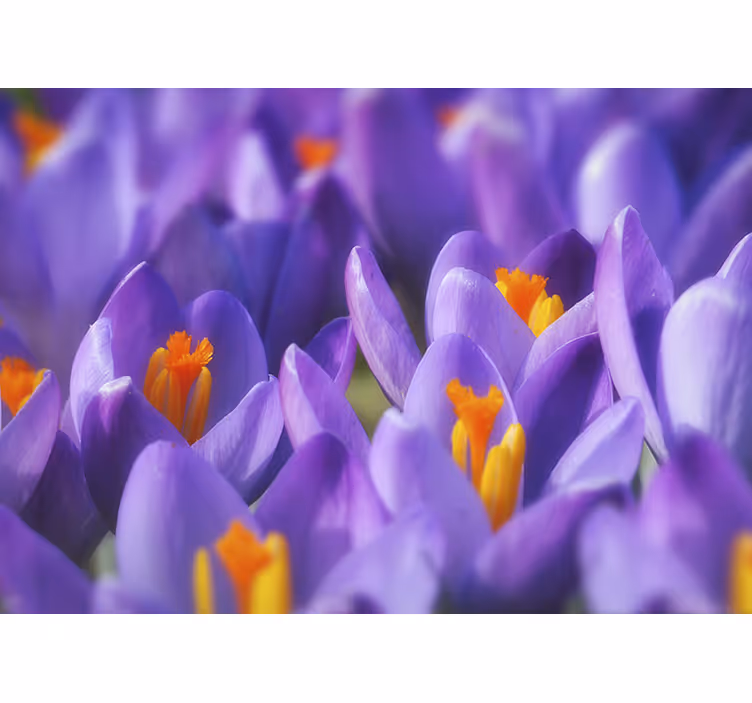 Persiana enrollable salón flor de crocus púrpura y naranja - TenVinilo