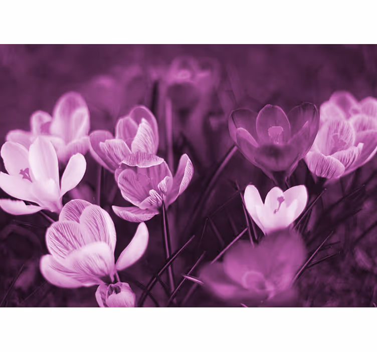 Persiana enrollable salón flor de crocus rosa - TenVinilo