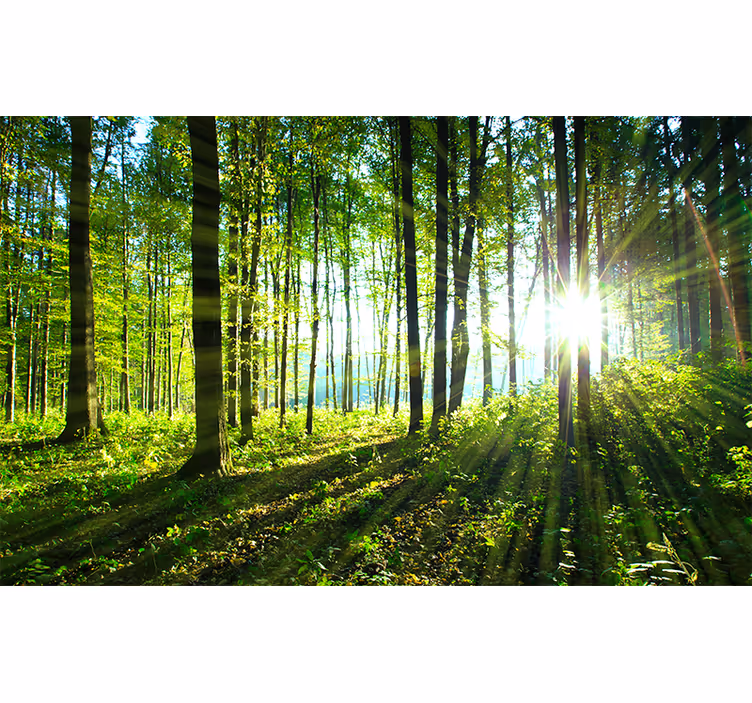 Persiana enrollable para cuarto paisaje forestal con reflejo - TenVinilo