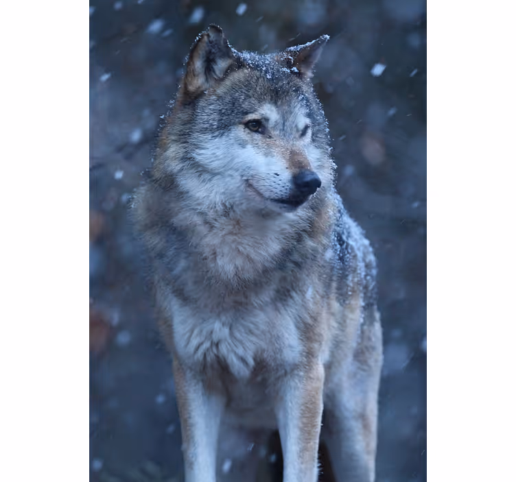 Persiana enrollable juvenil lobo en la nieve - TenVinilo