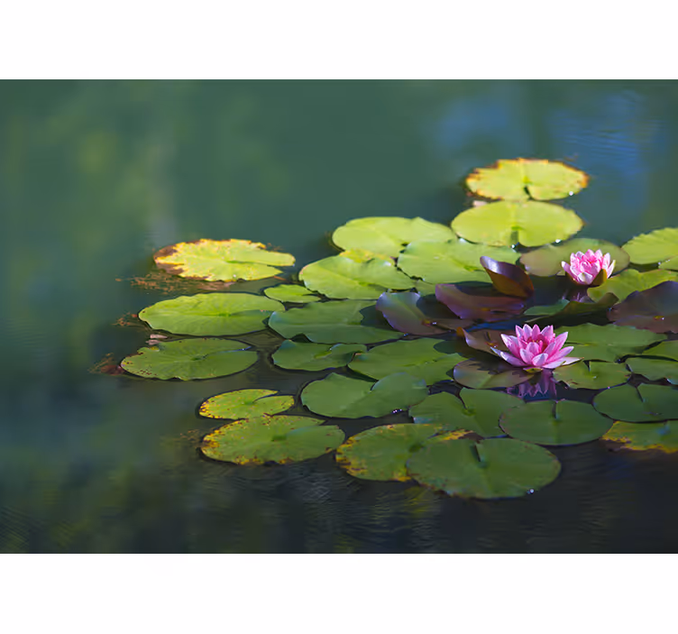 Persiana enrollable zen flores de loto - TenVinilo