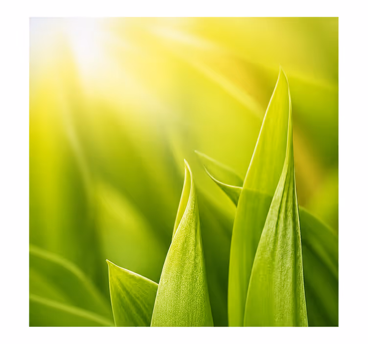 Persiana enrollable verde planta soleada - TenVinilo