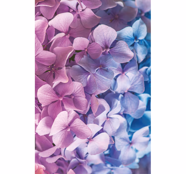 Persiana enrollable flores racimo de pétalos de hortensia - TenVinilo