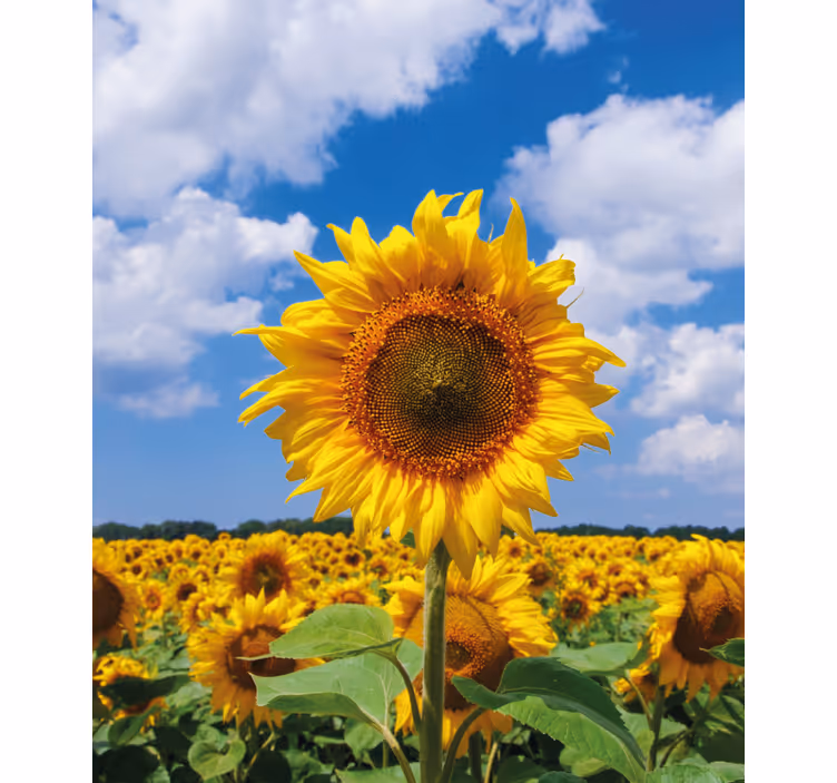 Persiana enrollable flores escena del campo de girasoles - TenVinilo