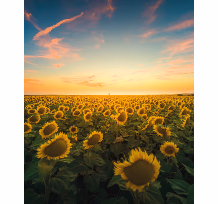 Persiana enrollable flores amanecer en el campo de girasoles - TenVinilo