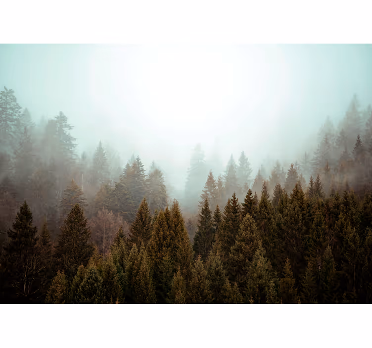Estor salón Bosque de coníferas y niebla - TenVinilo