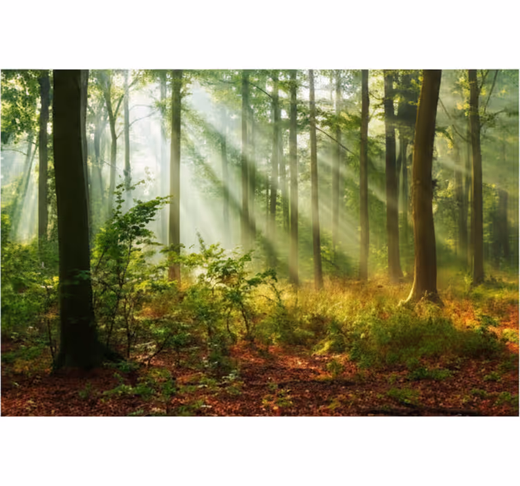 Mural de bosque arboleda de la mañana soleada - TenVinilo