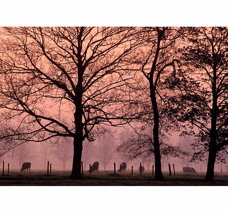 Fotomural pared de campo en amanecer - TenVinilo