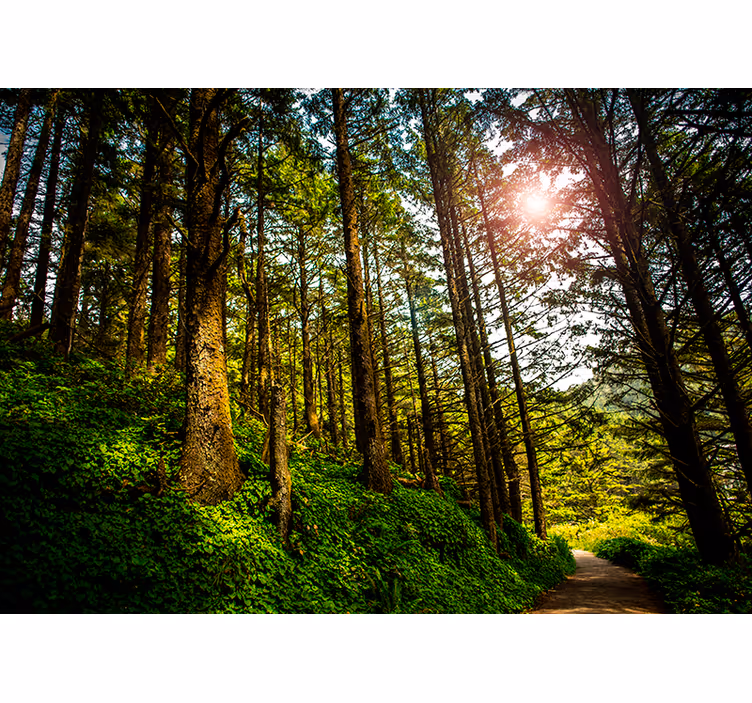 Mural de bosque sendero forestal iluminado por el sol - TenVinilo