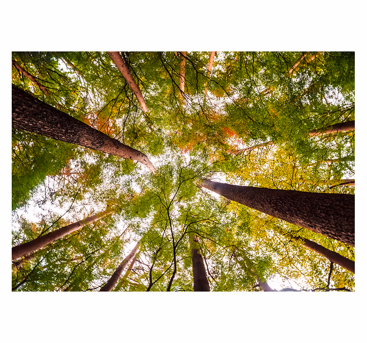 Fotomural pared árboles grandes en bosque - TenVinilo