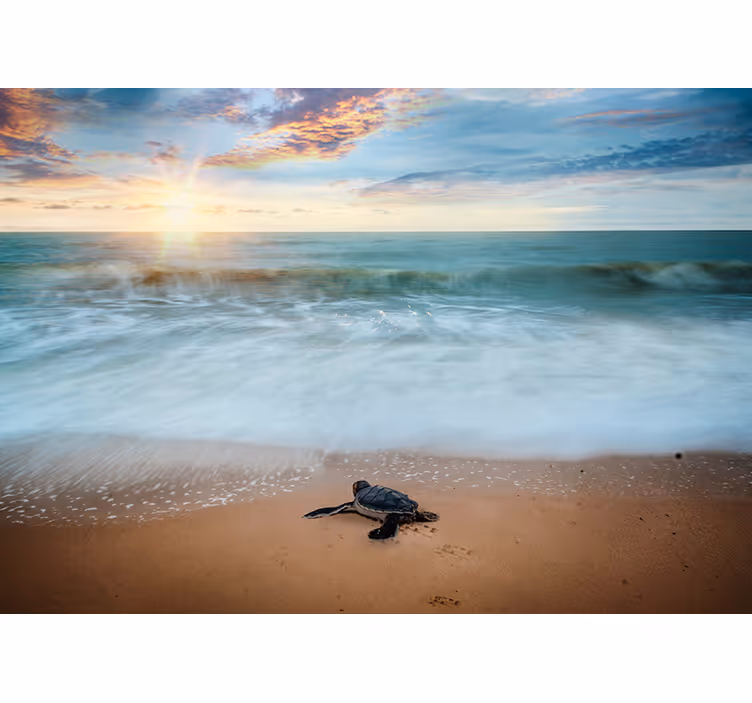 Fotomural de animales tortuga en la orilla - TenVinilo
