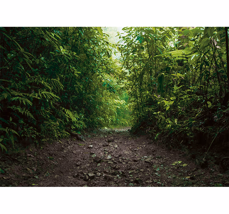 Fotomural de bosque Camino hacia la selva tropical - TenVinilo