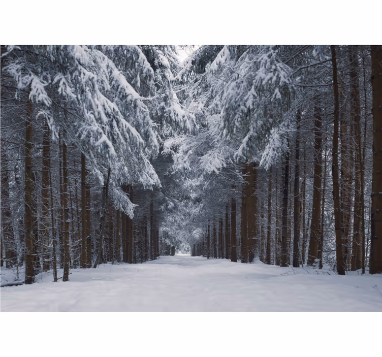 Mural de bosque sendero de pinos nevados - TenVinilo