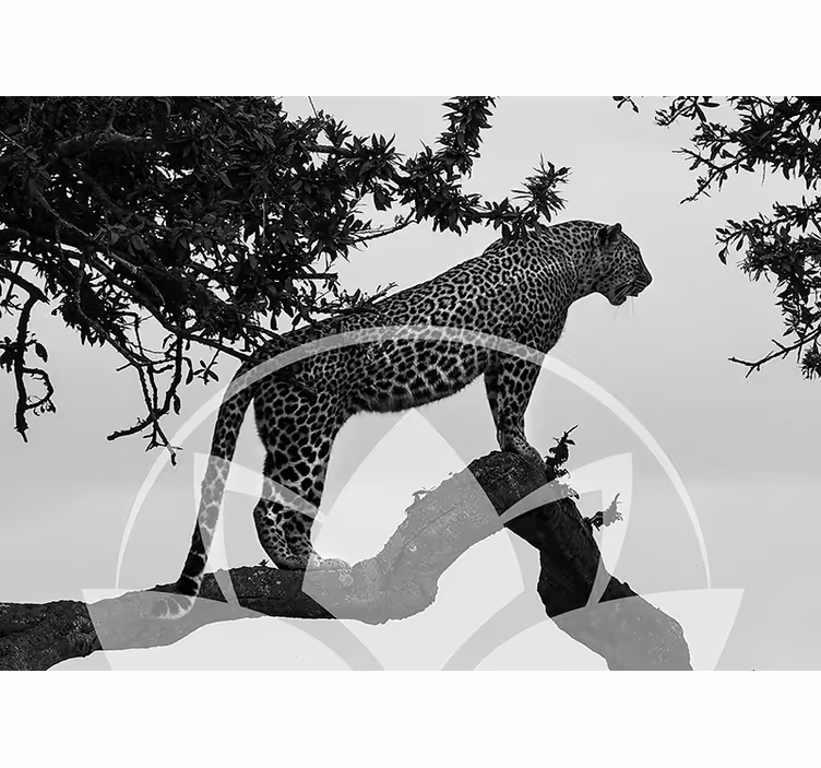 Fotomural naturaleza Jaguar zen - TenVinilo