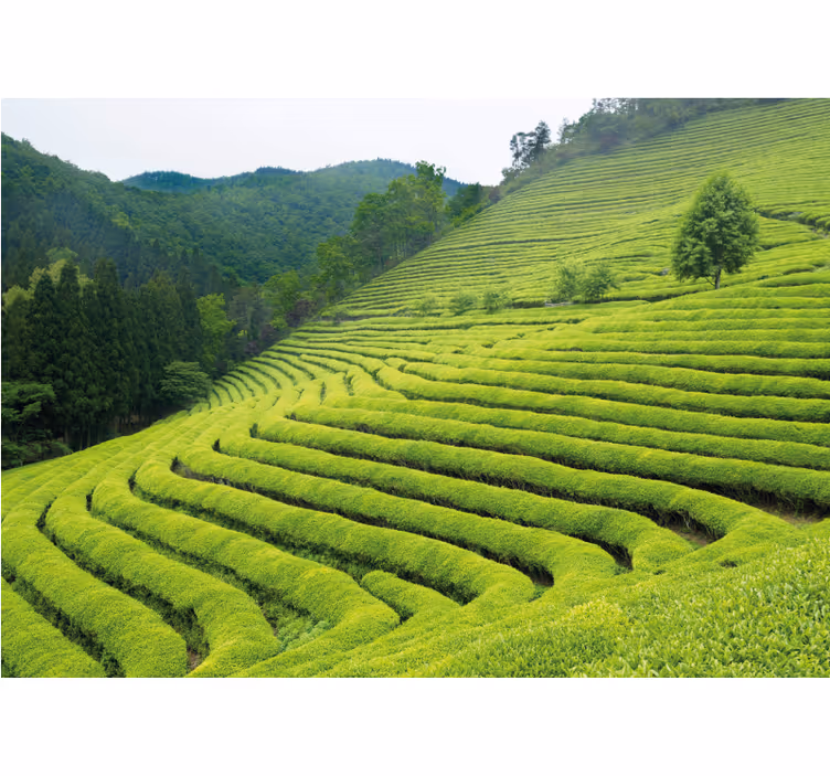 Mural de naturaleza paisaje de plantación de té - TenVinilo
