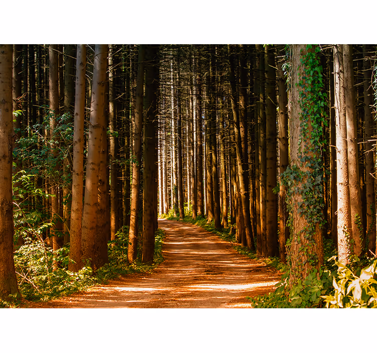 Fotomural naturaleza Camino del bosque 3d - TenVinilo
