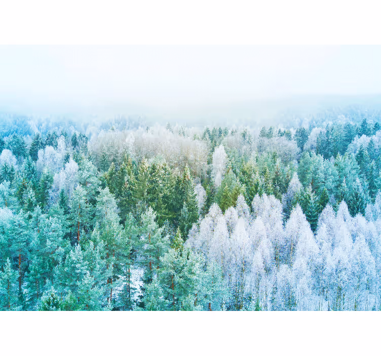 Fotomural naturaleza Noruega árboles nevados de invierno - TenVinilo