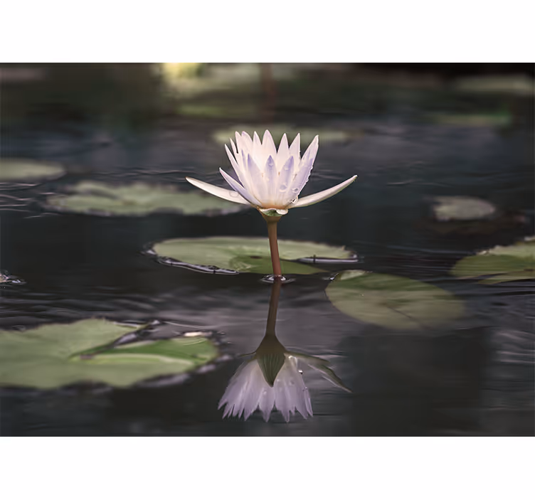 Fotomural flores Loto en aguas tranquilas - TenVinilo