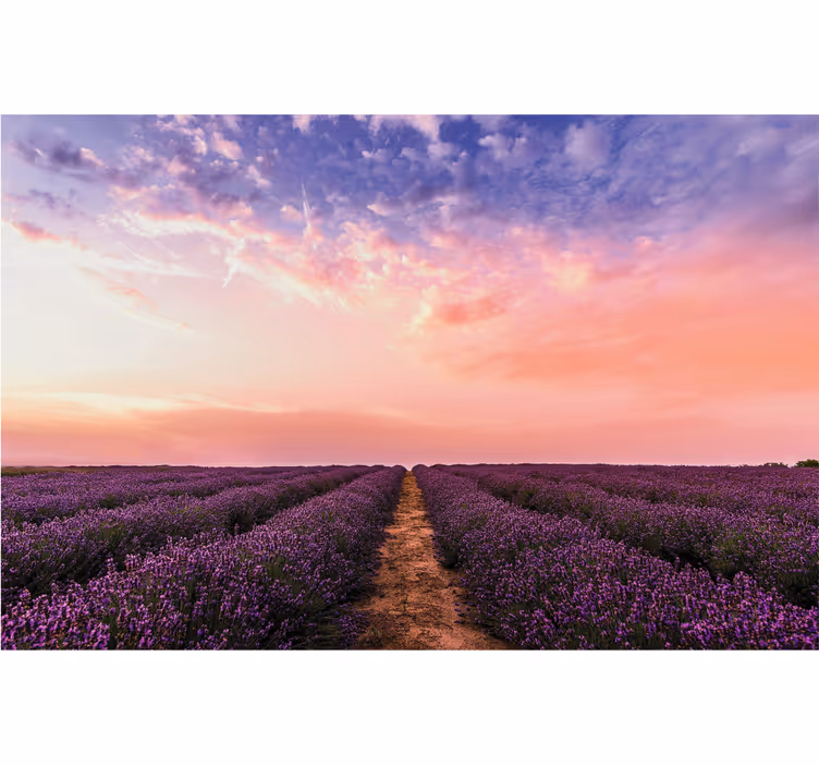 Fotomural flores Flores de lavanda en francia - TenVinilo