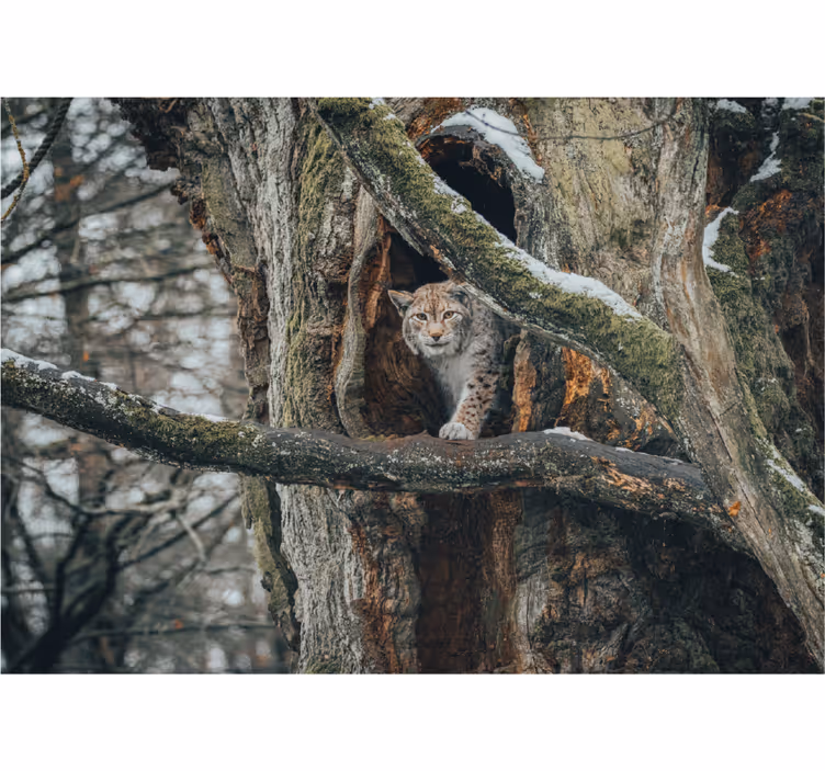 Fotomural animale Lince salvaje - TenVinilo