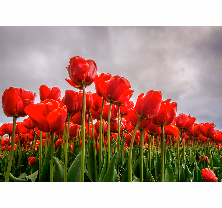 Mural amapolas campo de tulipanes rojos - TenVinilo