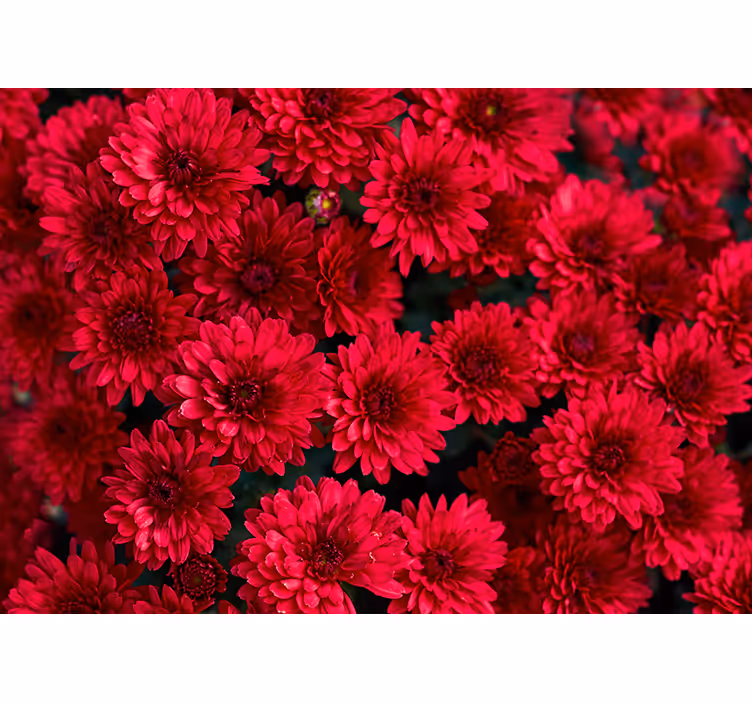 Fotomural flores Flores de aster rojo - TenVinilo