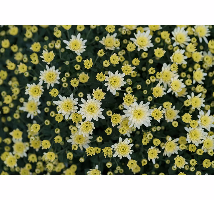 Mural de flores flores amarillas en flor - TenVinilo