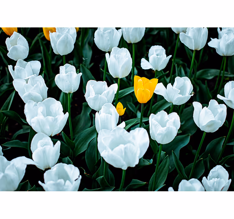 Mural de flores tulipanes blancos florecen - TenVinilo