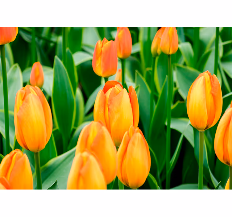 Mural de tulipanes flores de tulipán en abundancia - TenVinilo