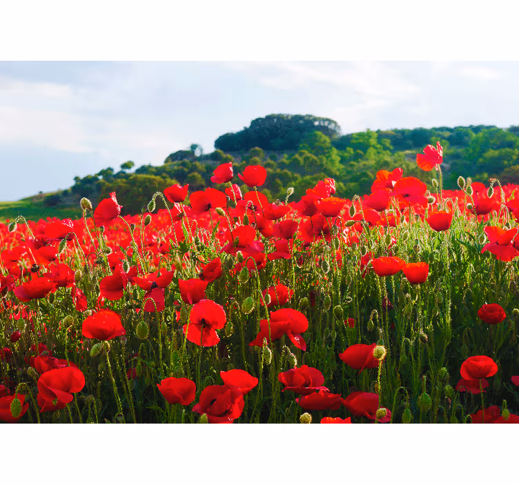 Fotomural de amapolas Campo de amapolas rojas y verdes - TenVinilo